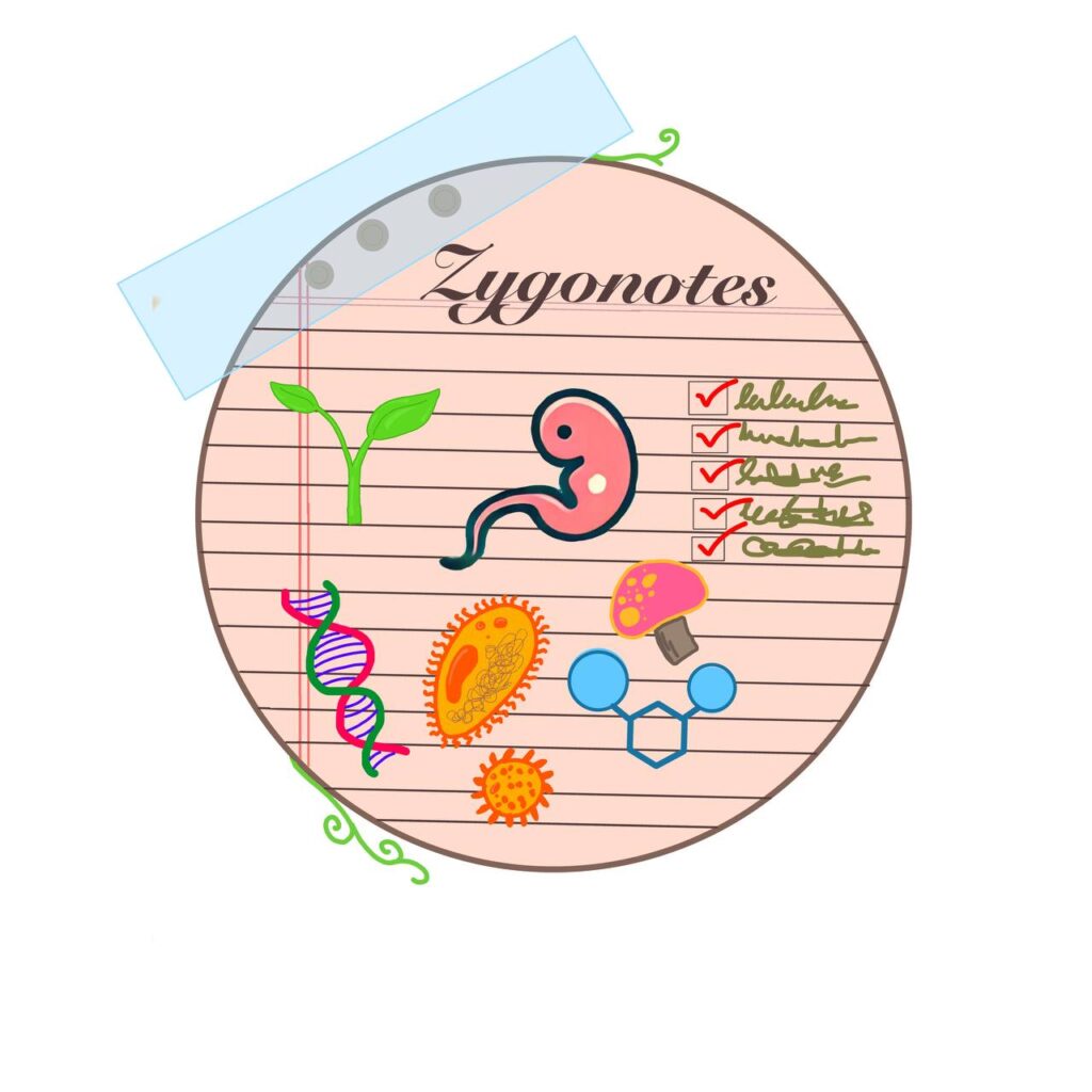 Logo Zygonotes.com